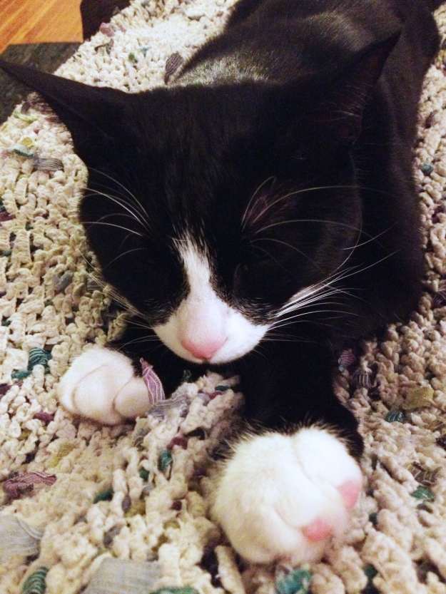 Tux sleeping paws
