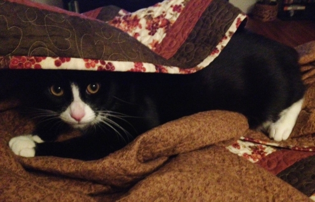 Tux under blanket