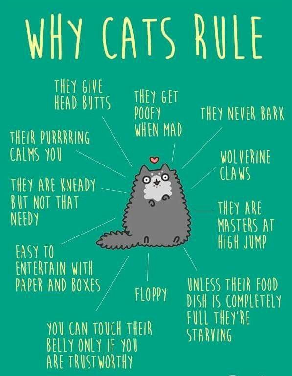Why cats rule