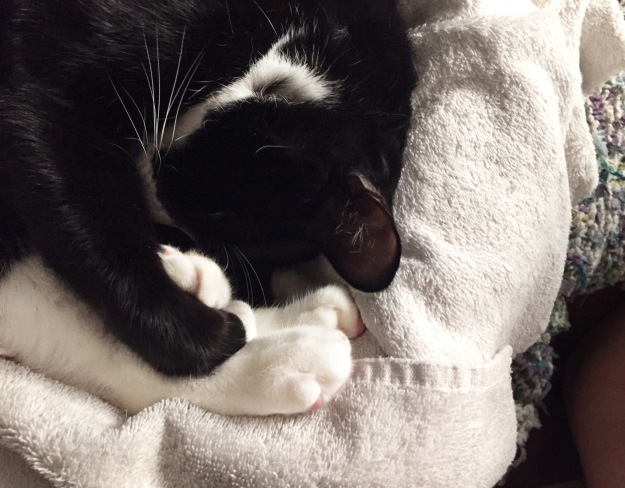 Tux curled up in donut