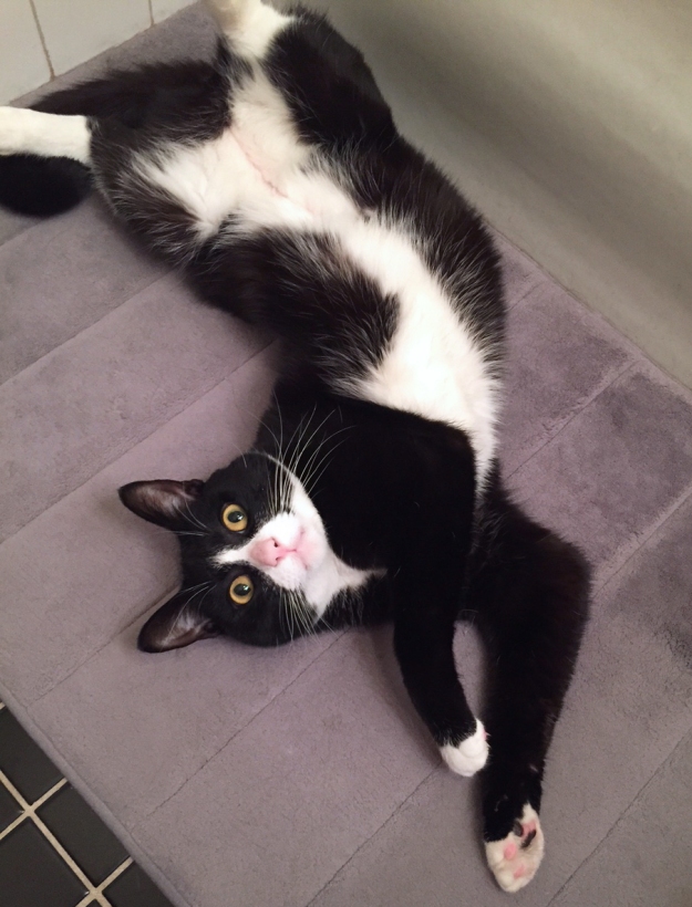 Tux belly